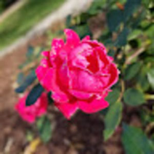 Meet your Posher, Allison